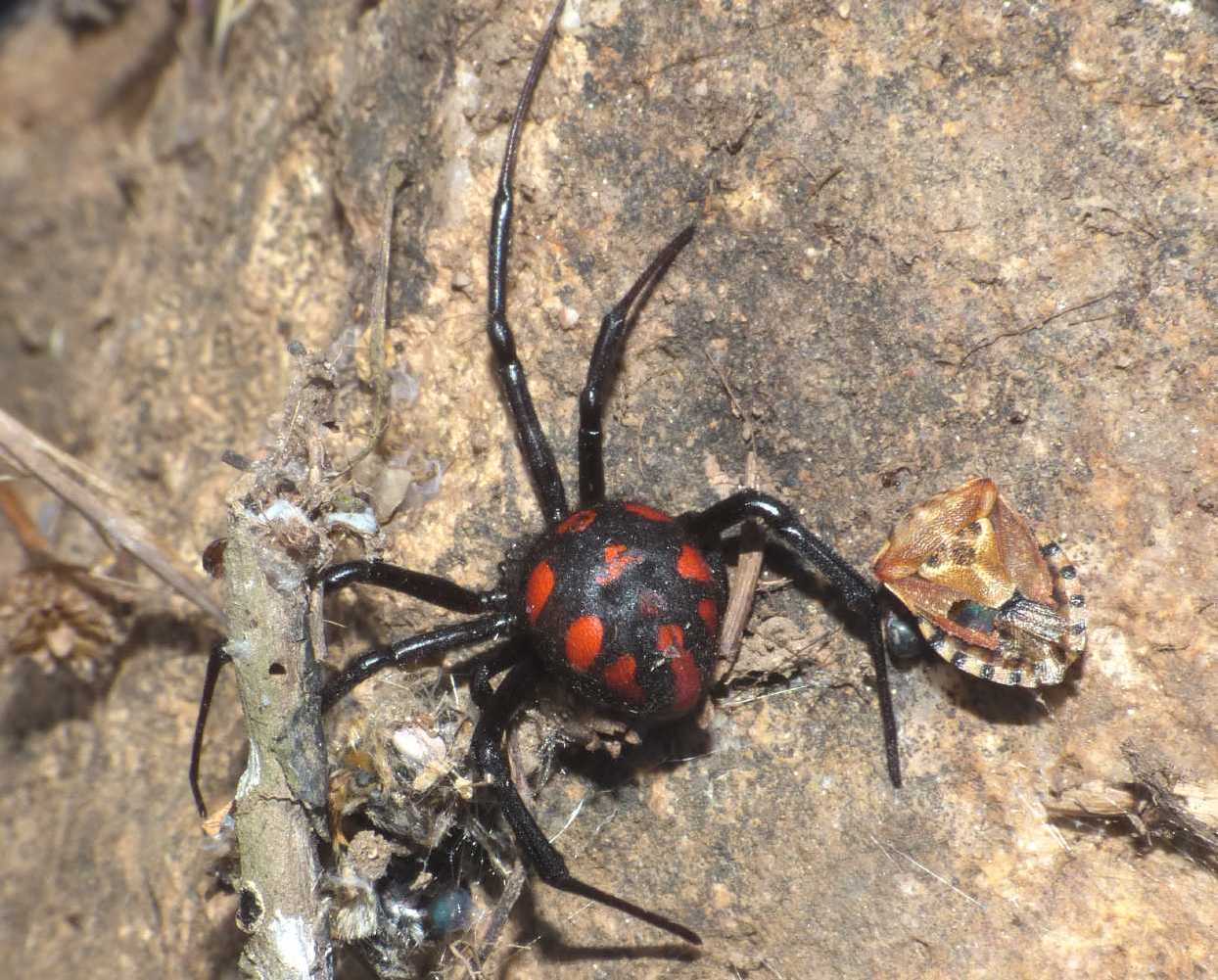 Latrodectus tredecimguttatus: generazione estiva